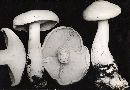 Leucopaxillus laterarius image