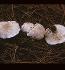 Leucopaxillus laterarius image