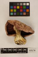 Leucopaxillus tricolor image