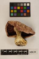 Leucopaxillus tricolor image