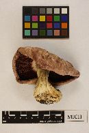 Leucopaxillus tricolor image