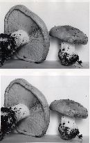 Leucopaxillus tricolor image