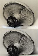 Leucopaxillus tricolor image