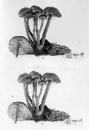 Tephrocybe atrata image