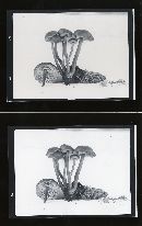 Tephrocybe atrata image