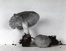 Lyophyllum corrugatum image