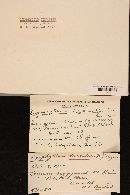 Lyophyllum decastes image