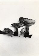 Lyophyllum scabrisporum image