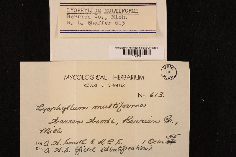 Lyophyllum multiforme image