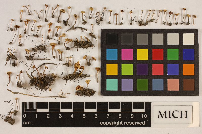 Marasmiellus tricolor image