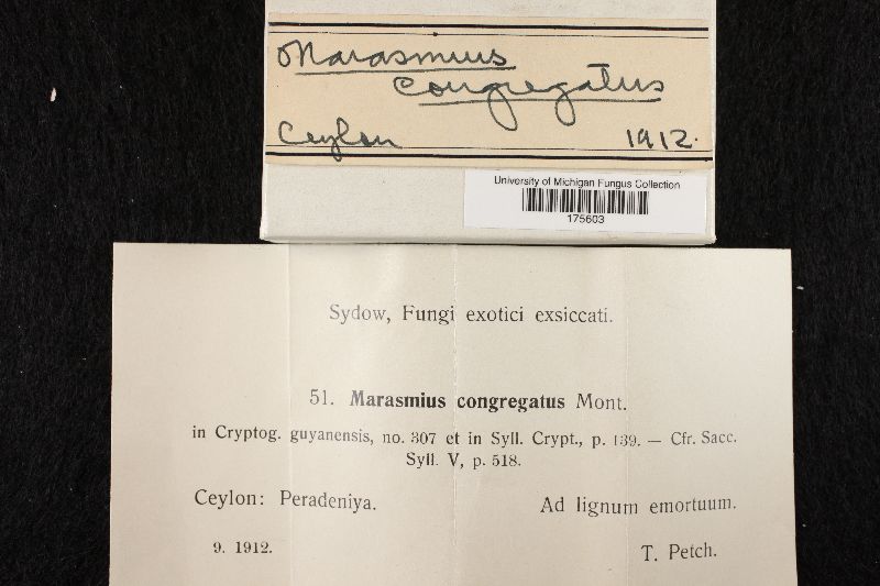 Marasmius congregatus image