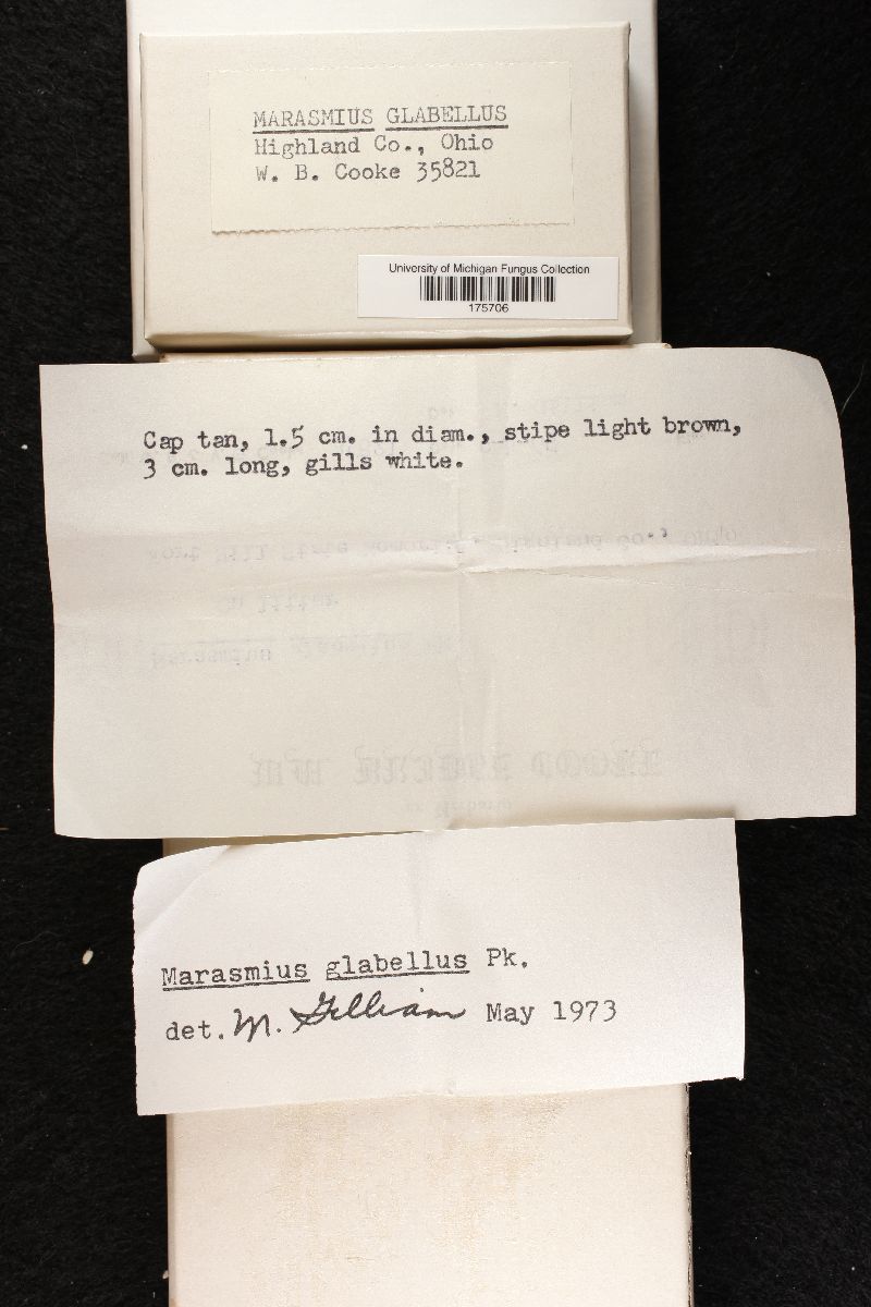 Marasmius glabellus image