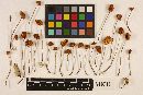 Marasmius fulvoferrugineus image