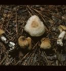 Marasmius nigrodiscus image