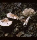 Marasmius nigrodiscus image