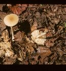 Marasmius nigrodiscus image