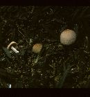 Marasmius nigrodiscus image