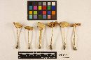 Marasmius oreades image