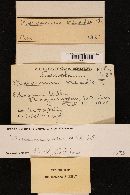Marasmius oreades image