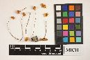Marasmius siccus image