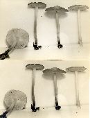 Marasmius spissus image