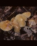 Marasmius strictipes image