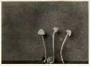 Marasmius sullivantii image