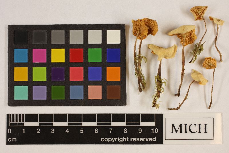 Marasmius umbilicatus image