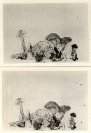 Marasmius tomentosipes image