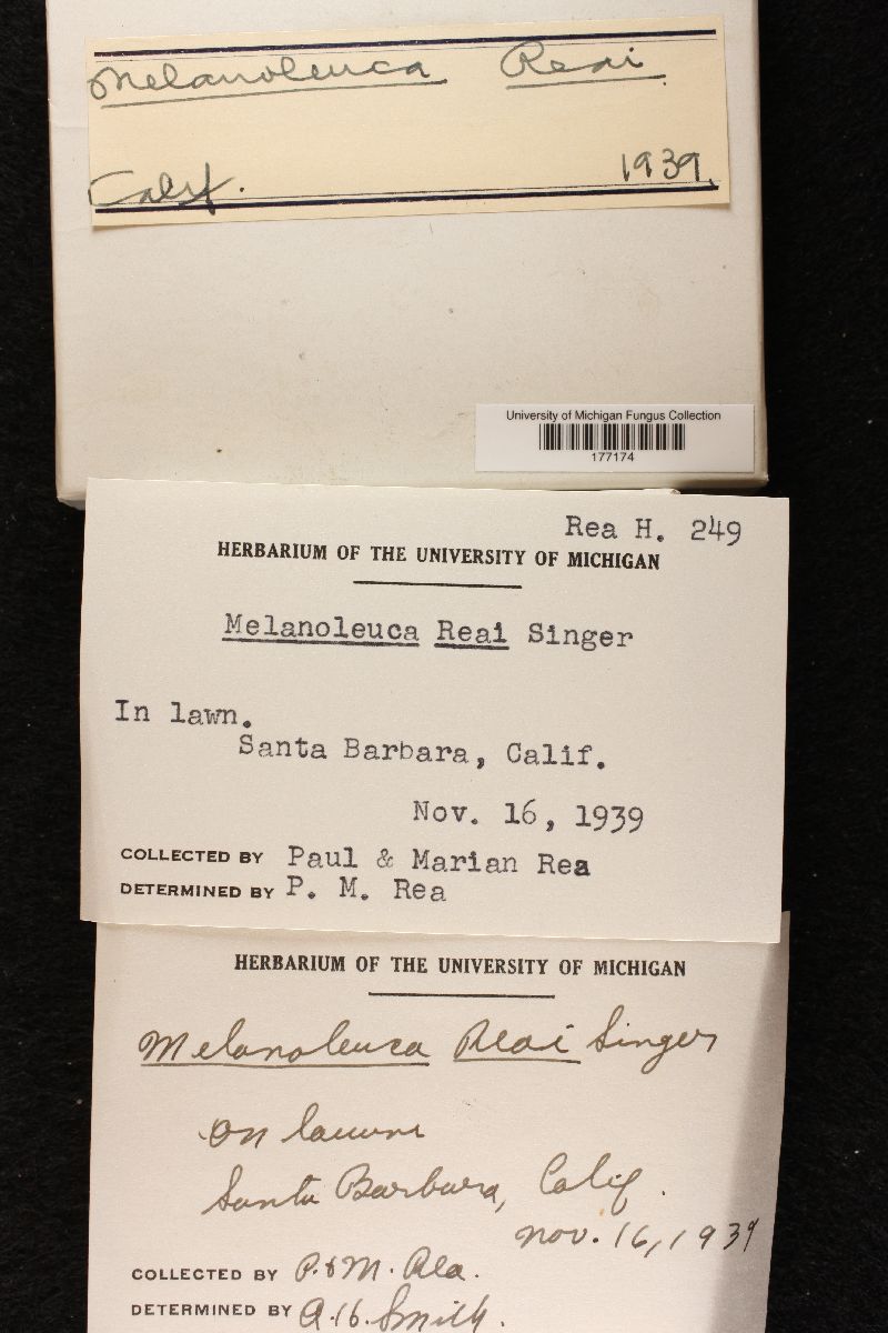 Melanoleuca reai image