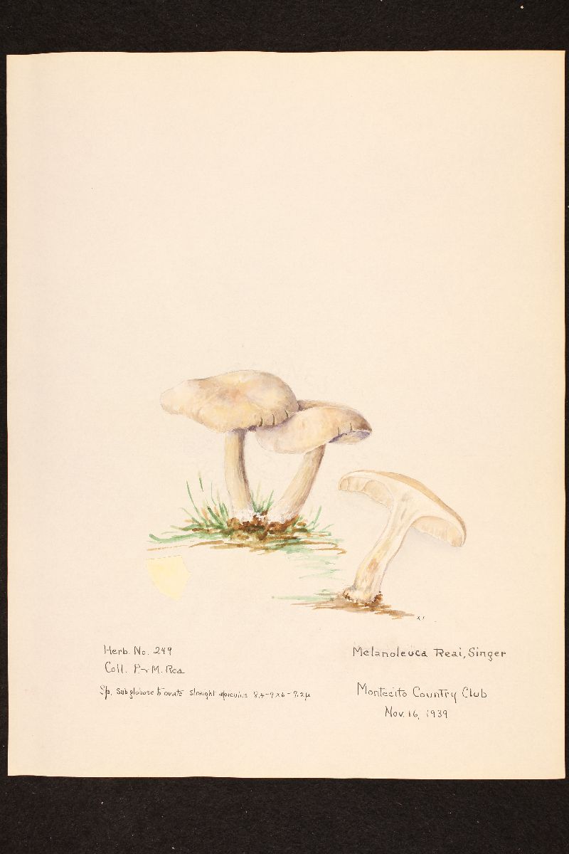 Melanoleuca reai image