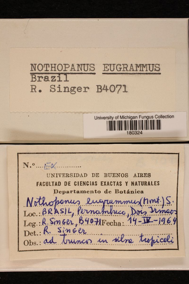 Nothopanus eugrammus image