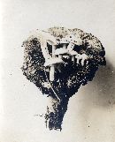 Asterophora lycoperdoides image