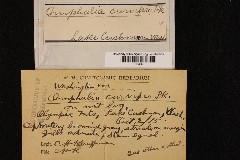 Omphalia curvipes image
