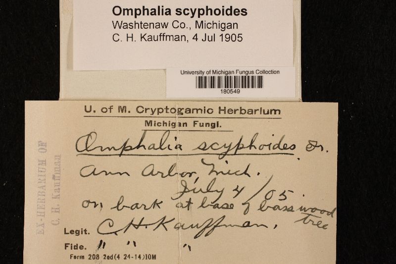 Clitopilus scyphoides image