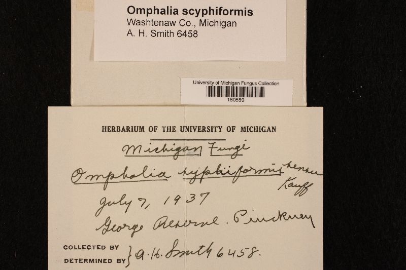 Omphalia scyphiformis image