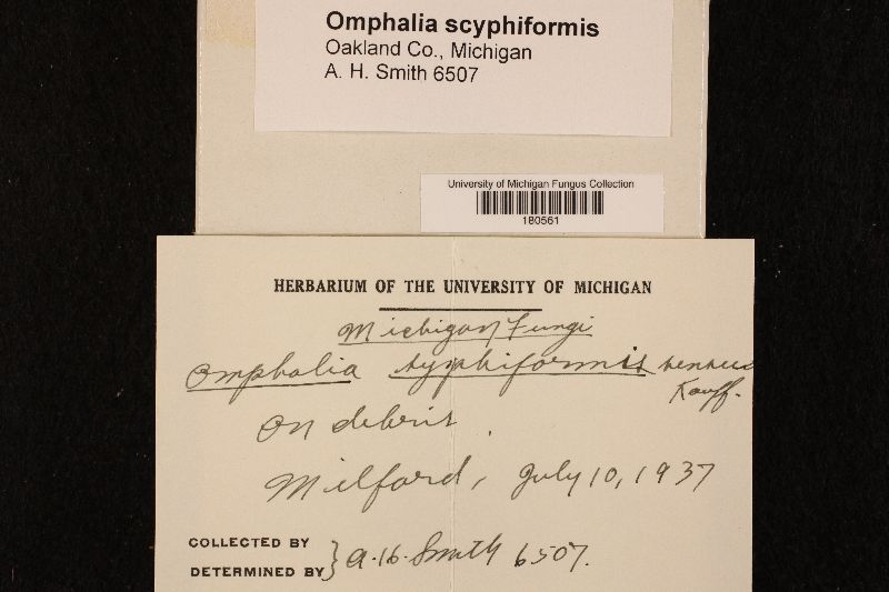 Omphalia scyphiformis image
