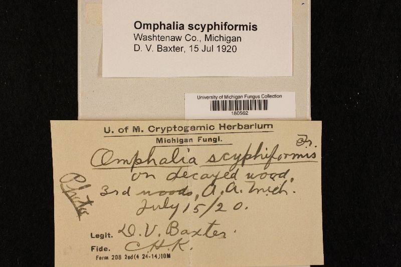 Omphalia scyphiformis image