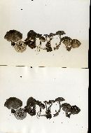 Myxomphalia maura image