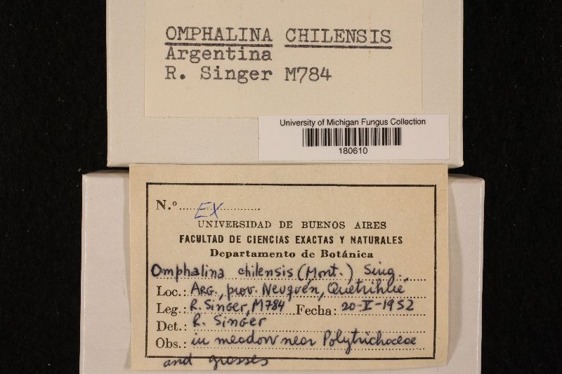 Omphalina chilensis image