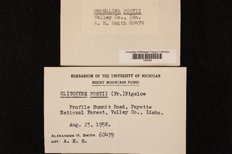 Loreleia postii image