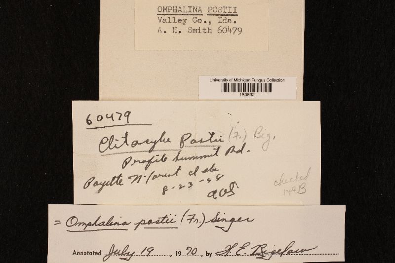 Loreleia postii image