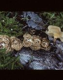 Lentinus crinitus image