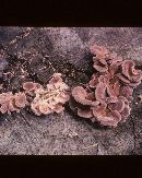 Lentinus strigosus image