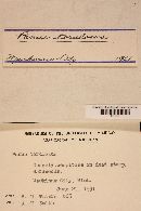 Panus conchatus image