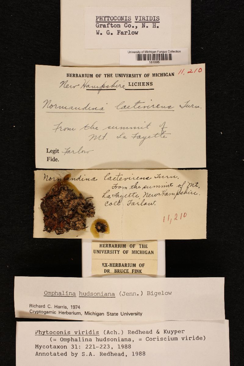 Lichenomphalia hudsoniana image