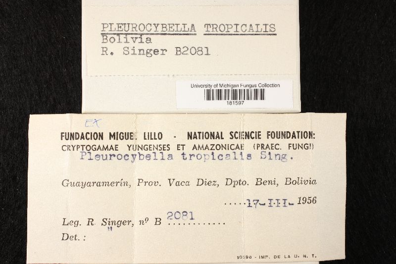 Pleurocybella tropicalis image