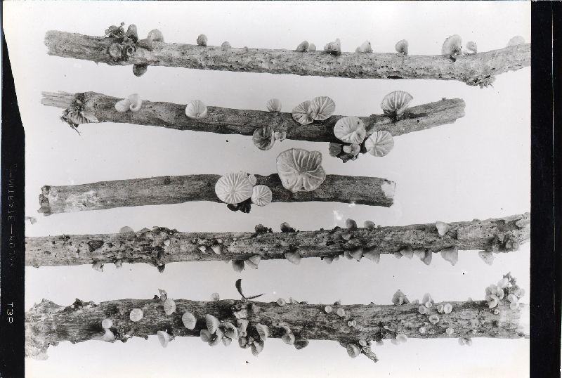 Hohenbuehelia cyphelliformis image