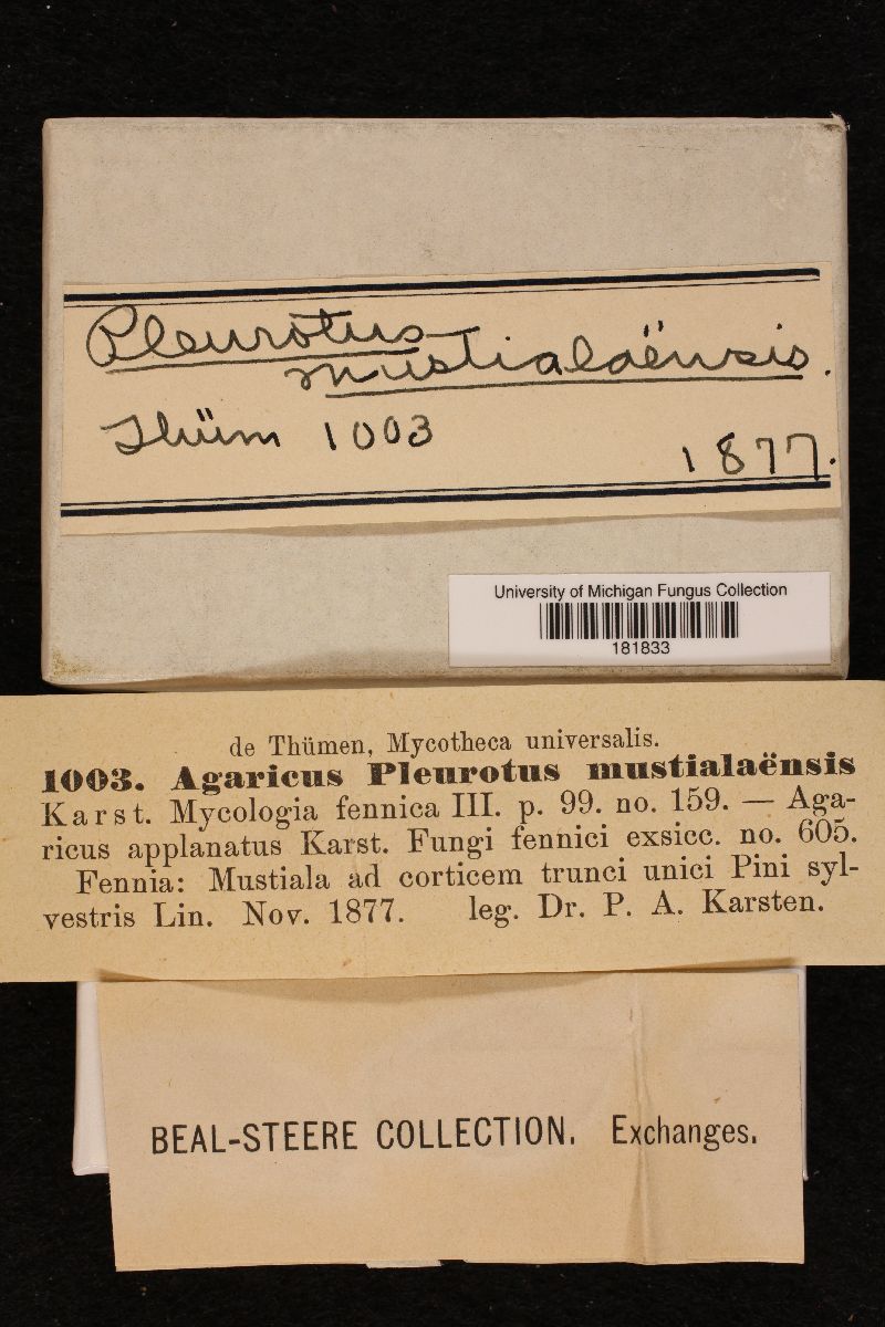 Hohenbuehelia mustialaensis image