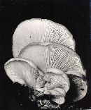 Pleurotus ostreatus image